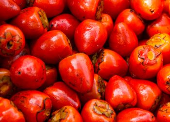 ¿Te gusta el chontaduro? Este domingo se celebra el día de este manjar.